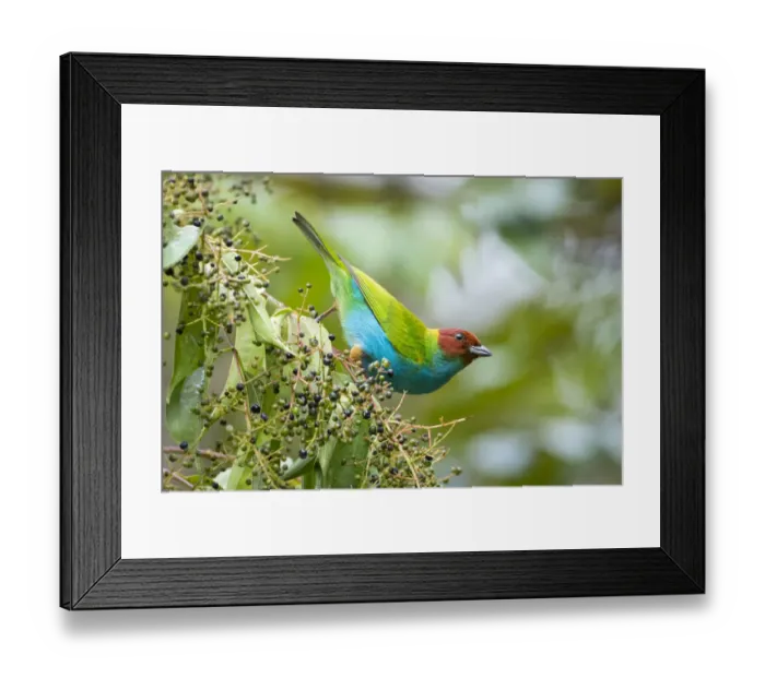 Framed Print : Bay-headed Tanager Framed Print : Bay-headed Tanager