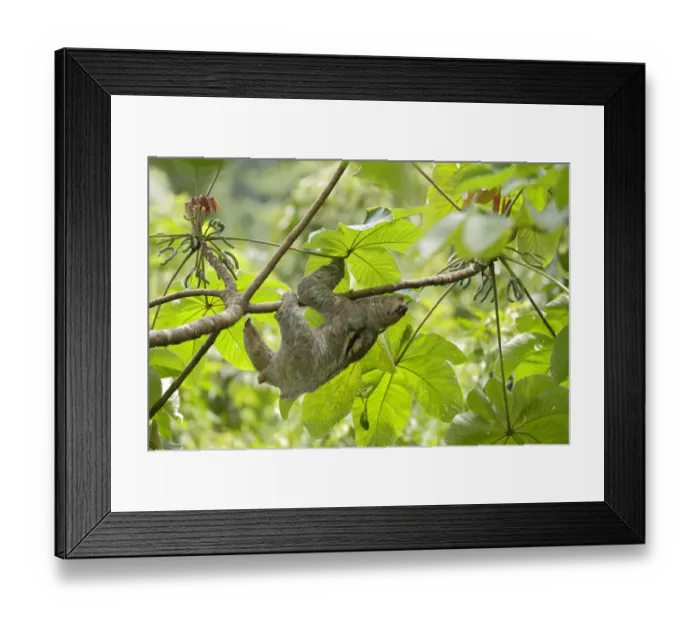 Framed Print : Three-toed Sloth Framed Print : Three-toed Sloth