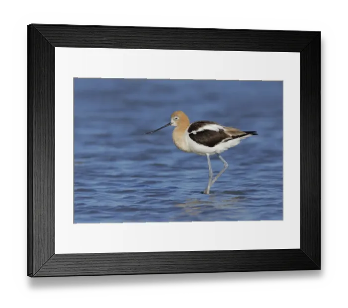 Framed Print : American Avocet Framed Print : American Avocet