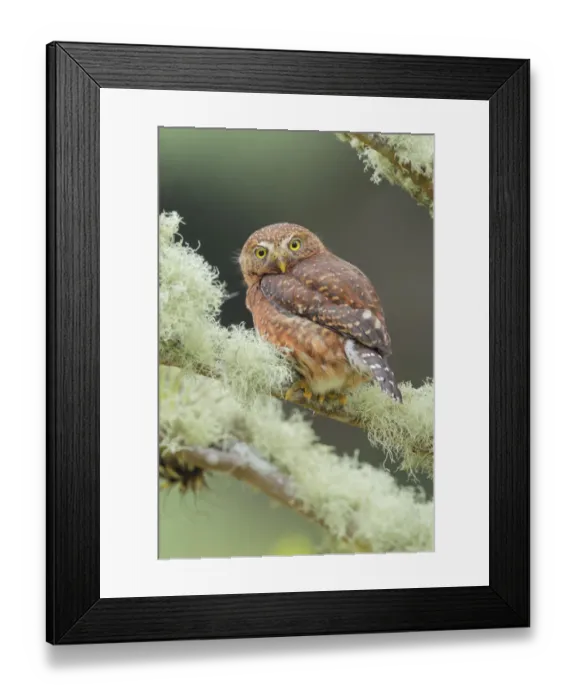 Framed Print : Costa Rican Pygmy-Owl Framed Print : Costa Rican Pygmy-Owl
