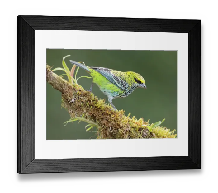 Framed Print : Speckled tanager Framed Print : Speckled tanager
