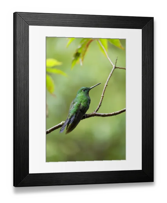 Framed Print : Green-crowned Brilliant (Heliodoxa jacula) Framed Print : Green-crowned Brilliant (Heliodoxa jacula)
