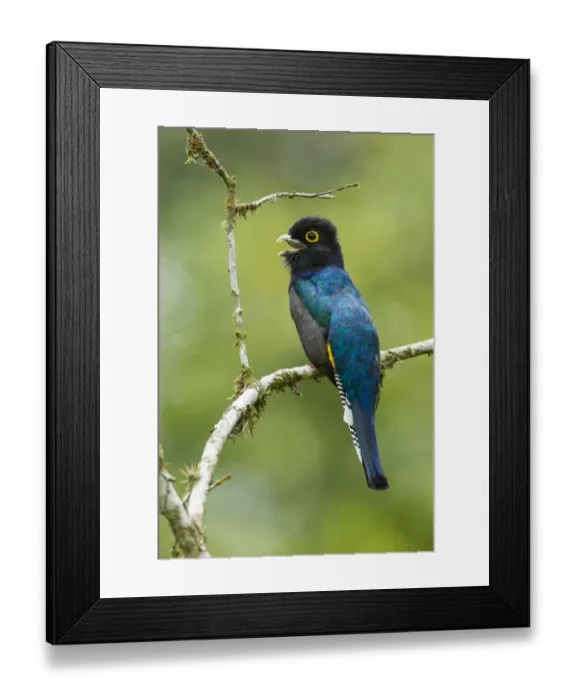 Framed Print : Gartered Trogon (Trogon caligatus) Framed Print : Gartered Trogon (Trogon caligatus)