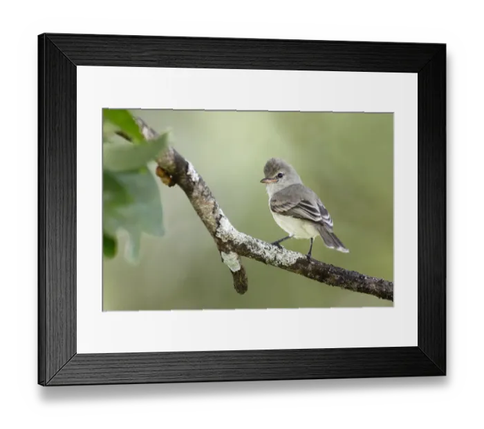 Framed Print : Northern Bearless Tyrannulet (Camptostoma imberbe) Framed Print : Northern Bearless Tyrannulet (Camptostoma imberbe)