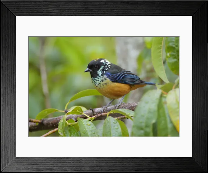 Framed Print : Spangle-cheeked Tanager Framed Print : Spangle-cheeked Tanager