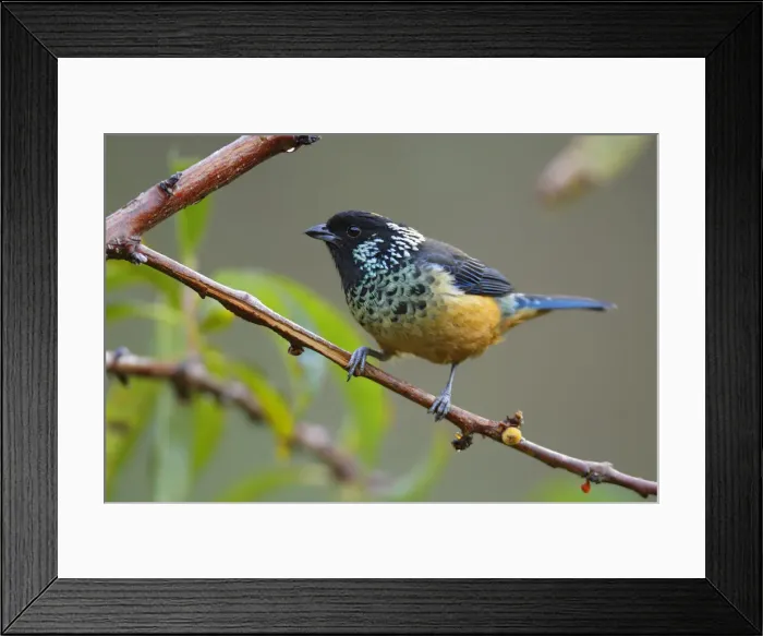 Framed Print : Spangle-cheeked Tanager Framed Print : Spangle-cheeked Tanager