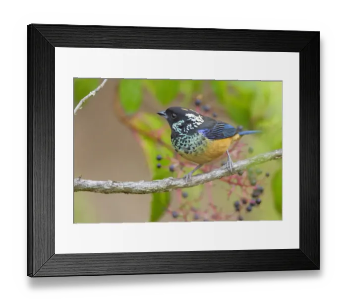 Framed Print : Spangle-cheeked Tanager Framed Print : Spangle-cheeked Tanager