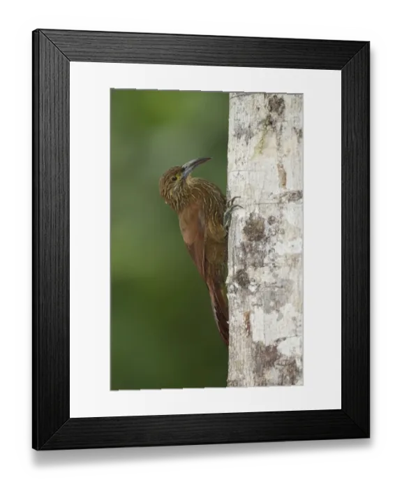 Framed Print : Strong-billed Woodcreeper