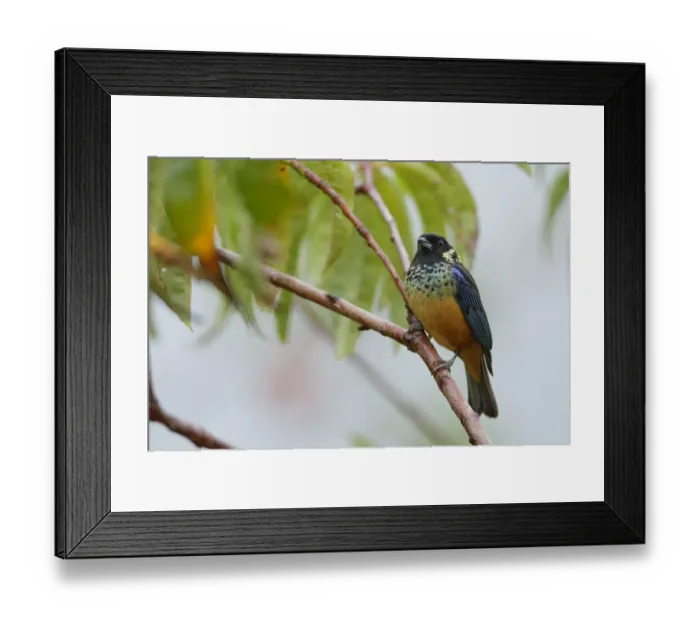 Framed Print : Spangle-cheeked Tanager Framed Print : Spangle-cheeked Tanager
