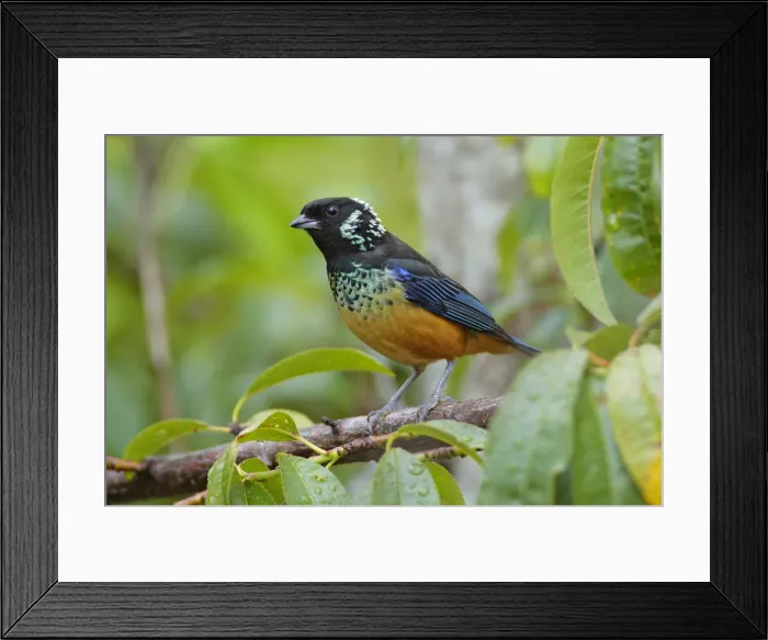 Framed Print : Spangle-cheeked Tanager Framed Print : Spangle-cheeked Tanager