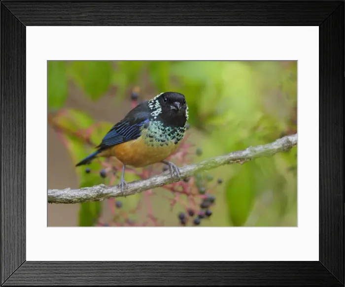Framed Print : Spangle-cheeked Tanager Framed Print : Spangle-cheeked Tanager