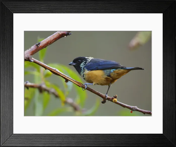 Framed Print : Spangle-cheeked Tanager