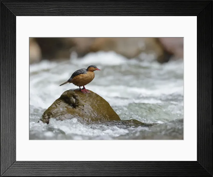 Framed Print : Torrent Duck Framed Print : Torrent Duck