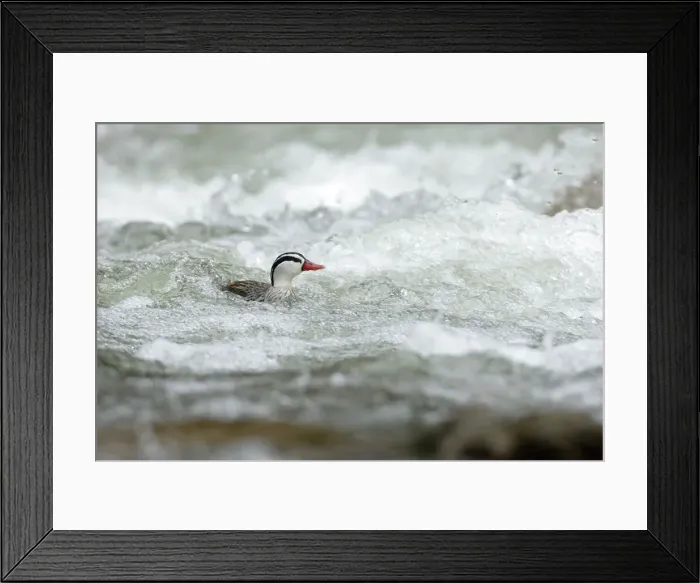 Framed Print : Torrent Duck