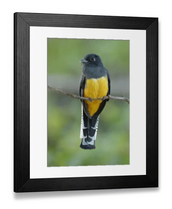 Framed Print : Gartered Trogon Framed Print : Gartered Trogon