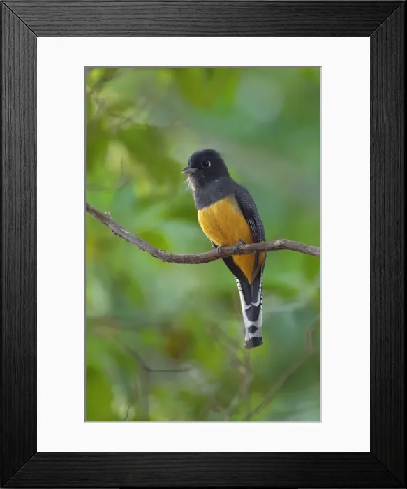 Framed Print : Gartered Trogon