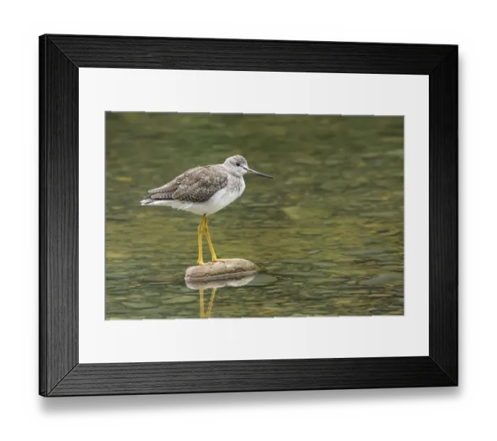 Framed Print : Greater Yellowlegs Framed Print : Greater Yellowlegs