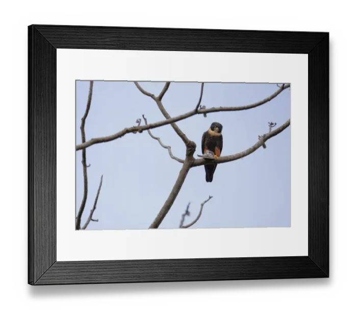 Framed Print : Bat Falcon