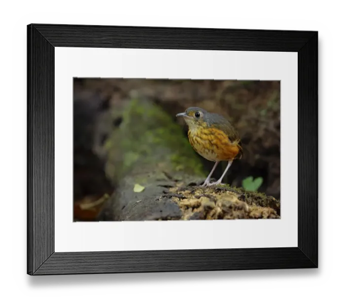 Framed Print : Thicket Antpitta (Hylopezus dives) walking on forest floor Framed Print : Thicket Antpitta (Hylopezus dives) walking on forest floor