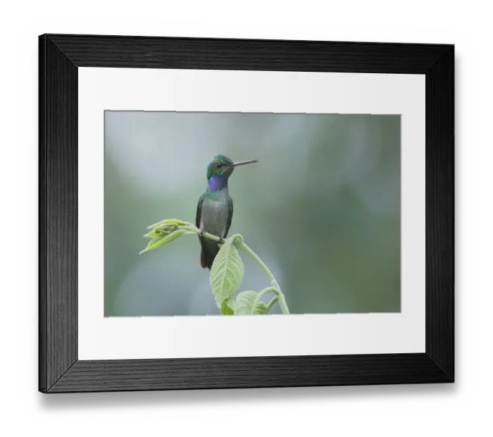 Framed Print : Charming hummingbird Framed Print : Charming hummingbird