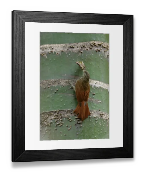 Framed Print : Streak-headed Woodpecker