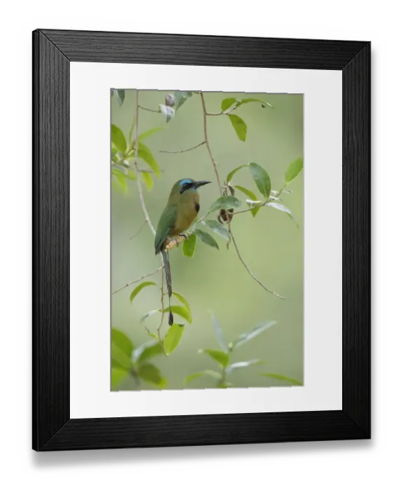 Framed Print : Keel-billed Motmot Framed Print : Keel-billed Motmot