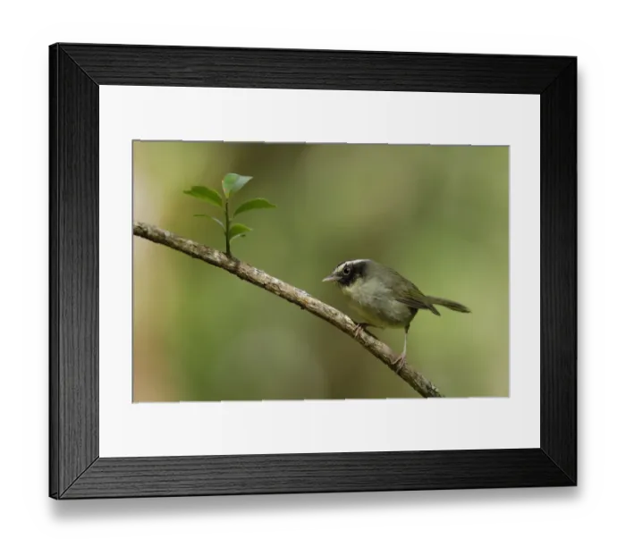 Framed Print : Black-cheeked Warbler (Basileuterus melanogenys) Framed Print : Black-cheeked Warbler (Basileuterus melanogenys)