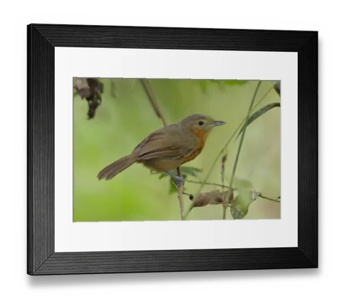Framed Print : Slaty Antwren (Myrmotherula schisticolor) Framed Print : Slaty Antwren (Myrmotherula schisticolor)