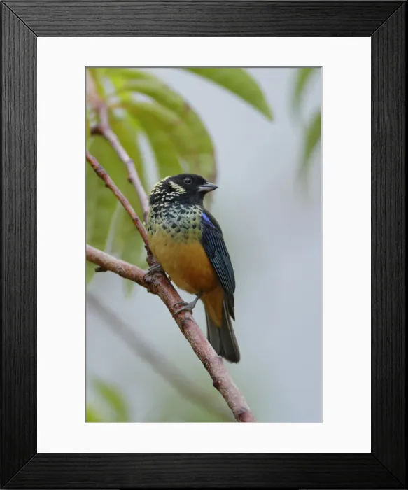 Framed Print : Spangle-cheeked Tanager Framed Print : Spangle-cheeked Tanager