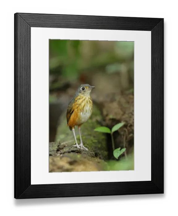 Framed Print : Thicket Antpitta (Hylopezus dives) walking on forest floor Framed Print : Thicket Antpitta (Hylopezus dives) walking on forest floor