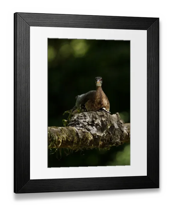 Framed Print : Sunbittern (Eurypyga helias) Framed Print : Sunbittern (Eurypyga helias)