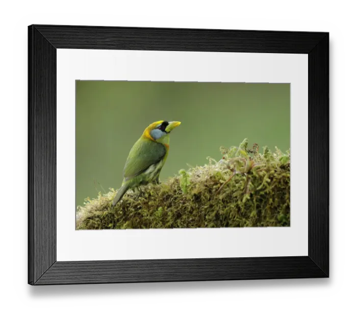 Framed Print : Red-headed Barbet