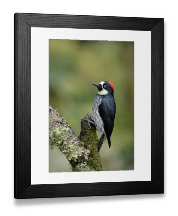 Framed Print : Acorn Woodpecker