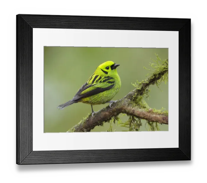Framed Print : Emerald Tanager Framed Print : Emerald Tanager