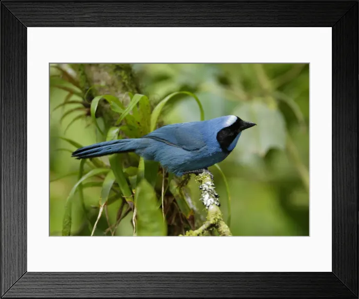 Framed Print : Turquoise Jay Framed Print : Turquoise Jay