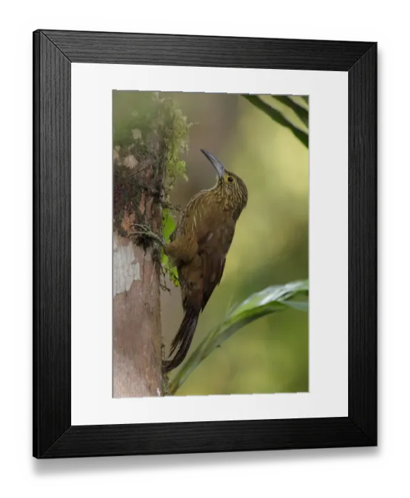 Framed Print : Strong-billed Woodcreeper Framed Print : Strong-billed Woodcreeper