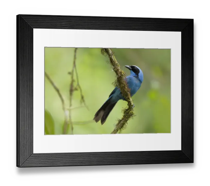 Framed Print : Turquoise Jay Framed Print : Turquoise Jay