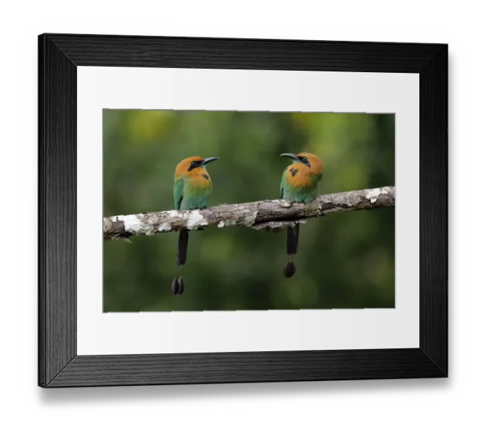 Framed Print : Broad-billed Motmot Framed Print : Broad-billed Motmot