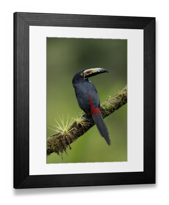 Framed Print : Collared Aracari Framed Print : Collared Aracari