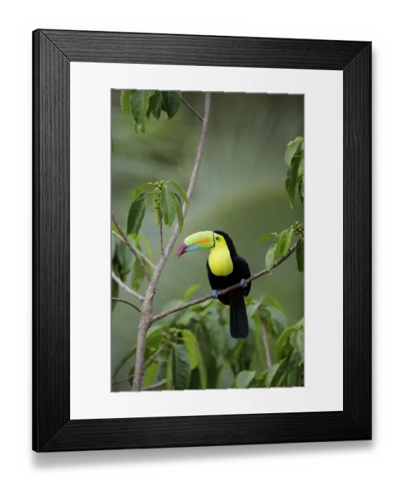 Framed Print : Keel-billed Toucan (Ramphastos sulfuratus) Framed Print : Keel-billed Toucan (Ramphastos sulfuratus)