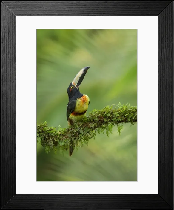 Framed Print : Collared Aracari