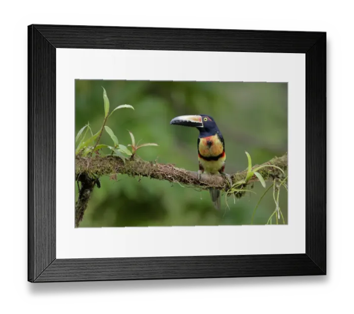 Framed Print : Collared Aracari Framed Print : Collared Aracari