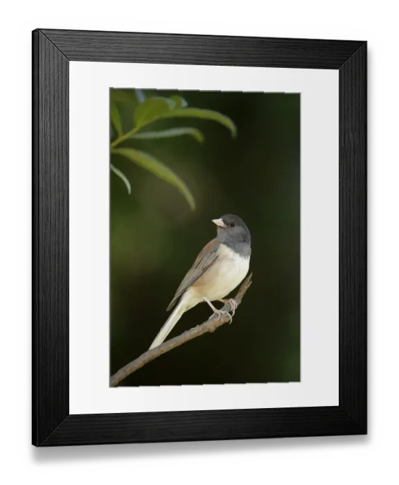 Framed Print : Dark-eyed Junco