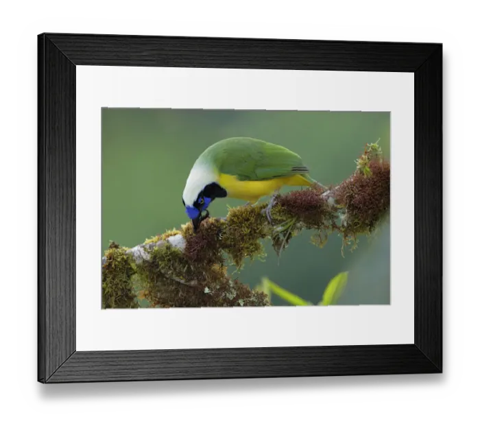 Framed Print : Inca Jay. Inca jay (Cyanocorax yncas yncas) foraging for insects, Ecuador Framed Print : Inca Jay. Inca jay (Cyanocorax yncas yncas) foraging for insects, Ecuador