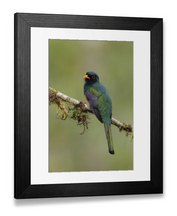 Framed Print : Masked Trogon (Trogon personatus) Framed Print : Masked Trogon (Trogon personatus)