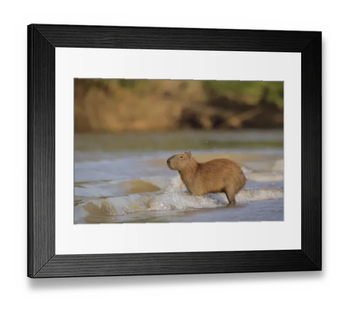 Framed Print : Capybara (Hydrochoerus hydrochaeris) Framed Print : Capybara (Hydrochoerus hydrochaeris)