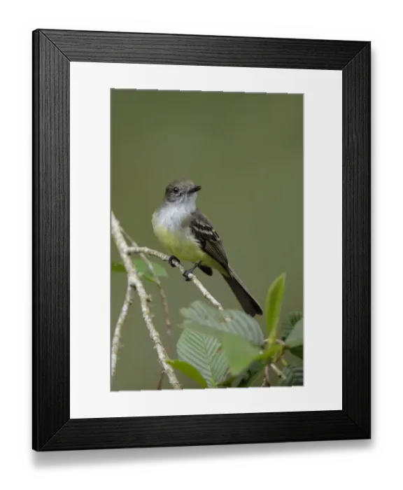 Framed Print : Pale-edged Flycatcher (Myiarchus cephalotes)