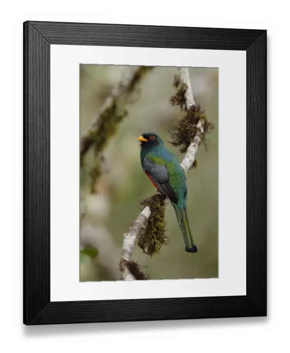 Framed Print : Masked Trogon (Trogon personatus) Framed Print : Masked Trogon (Trogon personatus)