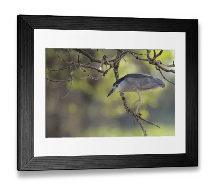 Framed Print : Black-crowned Night Heron (Nycticorax nycticorax) Framed Print : Black-crowned Night Heron (Nycticorax nycticorax)