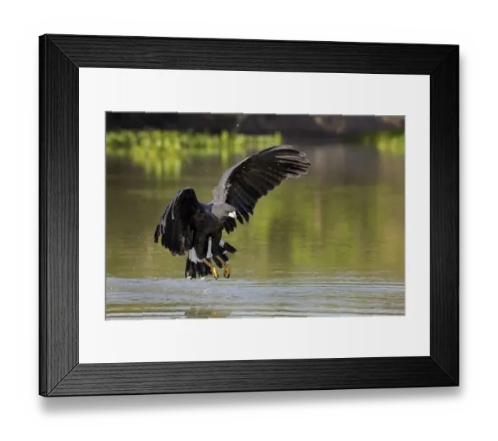Framed Print : Great Black Hawk (Buteogallus urubitinga) Framed Print : Great Black Hawk (Buteogallus urubitinga)